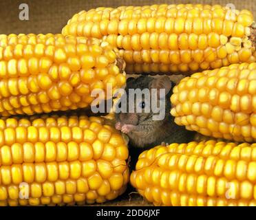 House Moise, mus musculus, Adult Eating Corn Stock Photo