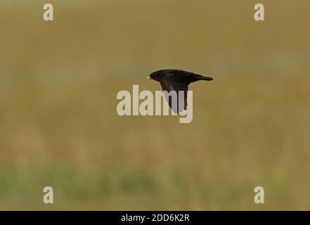 Black Lark (Melanocorypha yeltoniensis) adult male in flight  Akmola province, Kazakhstan       June Stock Photo