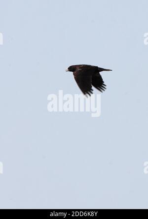 Black Lark (Melanocorypha yeltoniensis) adult male in song flight  Akmola province, Kazakhstan       June Stock Photo