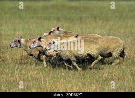 Charollais Sheep, a French Breed, Herb running through Meadow Stock Photo