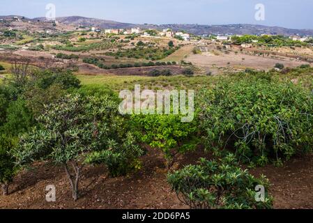 Olive and lemon trees in the countryside surrounding Agrigento, Sicily, Italy, Europe Stock Photo