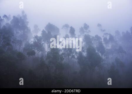 Misty forest landscape, Hacienda Zuleta, Imbabura, Ecuador, South America Stock Photo