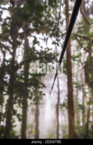 Ecuador. Mashpi Lodge Sky Bike, Choco Cloud Forest, a rainforest in the Pichincha Province of Ecuador, South America Stock Photo