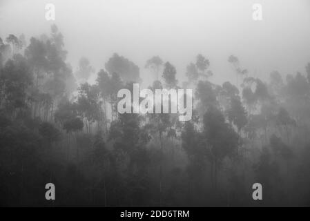 Misty forest landscape, Hacienda Zuleta, Imbabura, Ecuador, South America Stock Photo