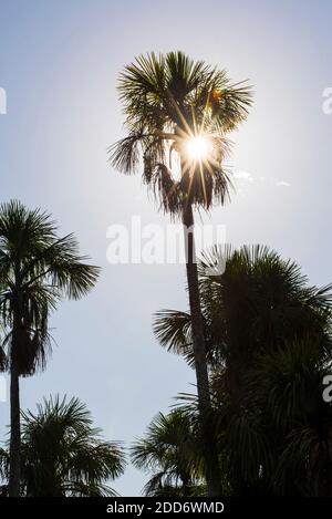 Sun star behind palm tree at Sandoval Lake, Tambopata National Reserve, Puerto Maldonado Amazon Jungle area of Peru, South America Stock Photo