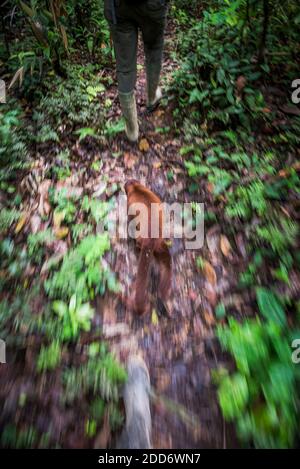 Walking in Amazon Jungle with Red Howler Monkey, Tambopata National Reserve, Peru, South America Stock Photo