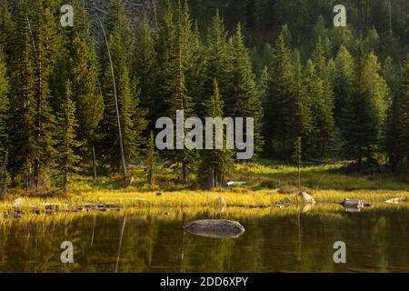 WA18489-00...WASHINGTON - Forest around Smith Lake in the Pasayten Wilderness area in the Okanogan - Wenatchee National Forest. Stock Photo