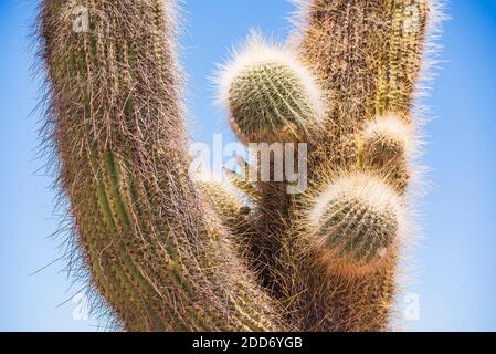 Cactus needles, Cactus National Park (Parque Nacional Los Cardones), Cachi Valley, Calchaqui Valleys, Salta Province, North Argentina, South America Stock Photo