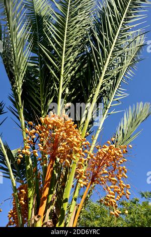 Bunches of dates growing on date palm tree, Cyprus Stock Photo