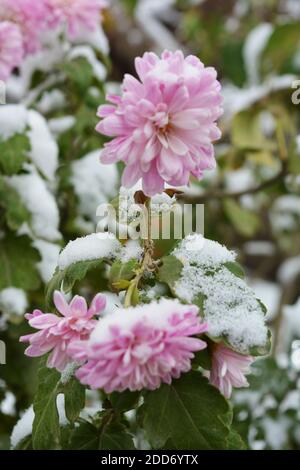 Unusual cute and lovely winter flowers, pink purple chrysanthemums growing under the snow and covered with snow white cover. Airy and light nature. Stock Photo