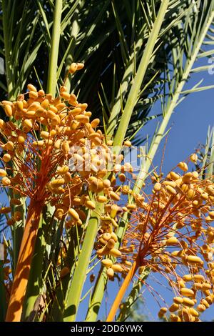 Bunches of dates growing on date palm tree, Cyprus Stock Photo