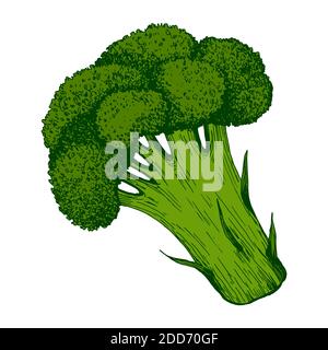 Broccoli colorful green fresh vegetable, isolated on white. Stock Vector
