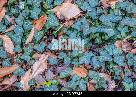 Growing naturally on the forest floor a lush green patch of english ivy with fallen rotting autumn leaves in between the ivy ground cover closeup Stock Photo