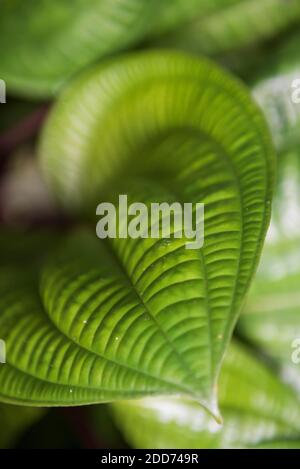 Jungle fauna and flora, Gunung Leuser National Park, Bukit Lawang, North Sumatra, Indonesia, Asia, background with copy space Stock Photo