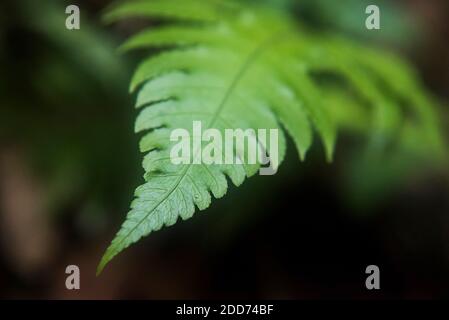 Jungle fauna and flora, Gunung Leuser National Park, Bukit Lawang, North Sumatra, Indonesia, Asia, background with copy space Stock Photo