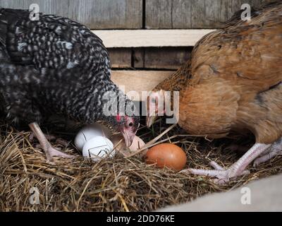 Hens and a nest with eggs Stock Photo
