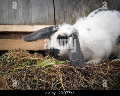 Rabbits in the enclosure. Cute animals, portrait Stock Photo