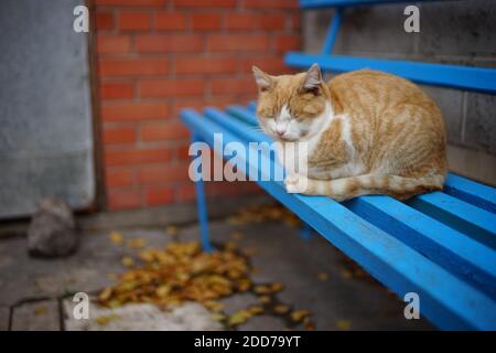 Ginger white fluffy cat sleeping on a blue wooden bench in a rural yard. Stock Photo