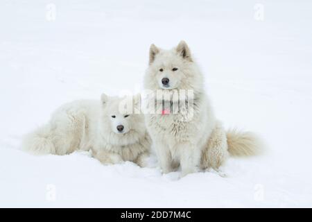active dog Australian Shepherd running and playing in the snow on the nature. Horizontal orientation Stock Photo