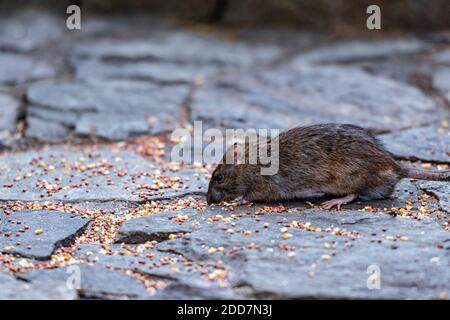 A rat eating seeds in the Central Park Stock Photo