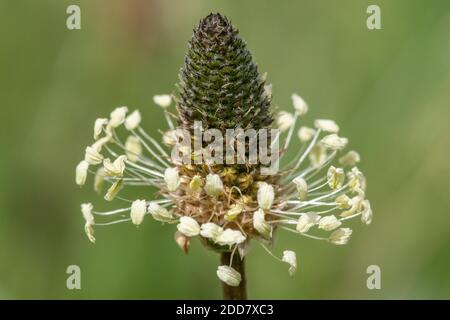 Macro shot of a ribwort plantain (plantago lanceolata) plant Stock Photo