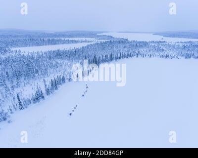 Husky dog sledding on a frozen icy snow covered lake in winter in the Lapland landscape in a forest in Finland drone Stock Photo