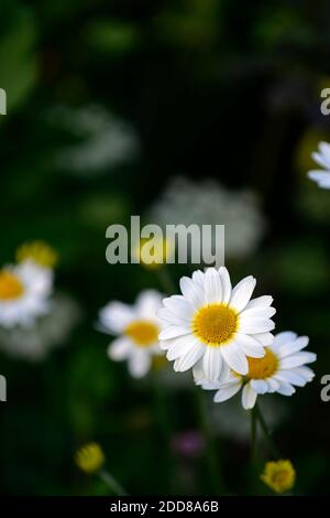Anthemis punctata subsp cupaniana,Anthemis cretica subsp cupaniana,Anthemis cupaniana,Sicilian chamomile,white flowers,flower,flowering,RM floral Stock Photo