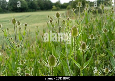Growing green  flower heads of common Teazel, Dipsacus fullonum, along the edge of a crop field which can be seen blurred behind them Stock Photo