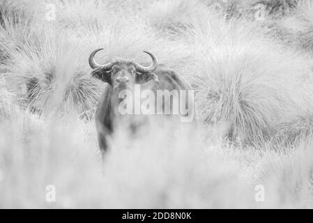 African Buffalo (Syncerus caffer aka Cape Buffalo) in Aberdare National Park, Kenya Stock Photo