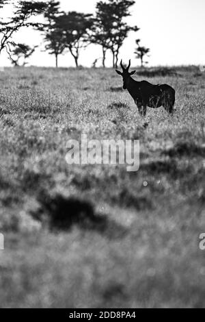 Hartebeest (Alcelaphus buselaphus aka Kongoni) at El Karama Ranch, Laikipia County, Kenya Stock Photo