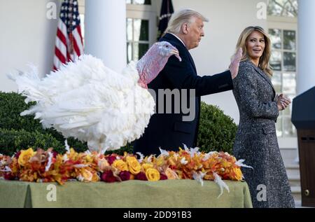 Washington, United States. 24th Nov, 2020. First Lady Melania Trump looks back as Corn, the National Thanksgiving Turkey, gobbles after President Donald Trump pardoned the turkey during a ceremony in the Rose Garden at the White House on Tuesday, November 24, 2020. Photo by Kevin Dietsch/UPI Credit: UPI/Alamy Live News Stock Photo