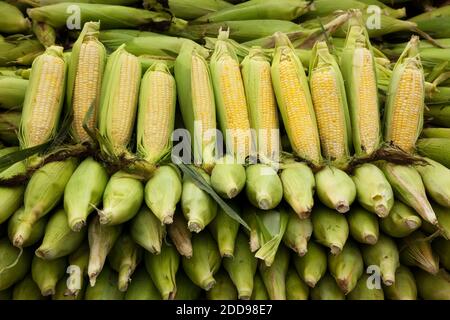 Corn at Farmer's Market, Byward Market, Ottawa, Ontario, Canada Stock Photo