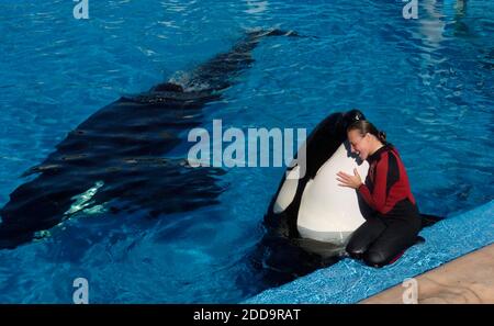 NO FILM, NO VIDEO, NO TV, NO DOCUMENTARY - Dawn Brancheau, a whale trainer at SeaWorld Adventure Park, shown performing at the SeaWorld Shamu Stadium in Orlando, Florida, USA on December 30, 2005, was killed in an accident with a killer whale on Wednesday, February 24, 2010. Photo by Julie Fletcher/Orlando Sentinel/MCT/ABACAPRESS.COM Stock Photo