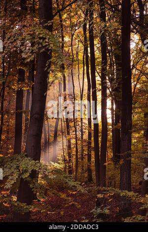 Sunlight streaming through trees in forest during autumn, Bavaria, Europe, Germany Stock Photo