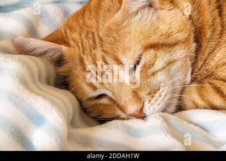 Peacefully sleeping red cat face close-up. Domestic ginger tabby cat napping on a warm plaid in a bed. Pet everyday life. Front view. Stock Photo
