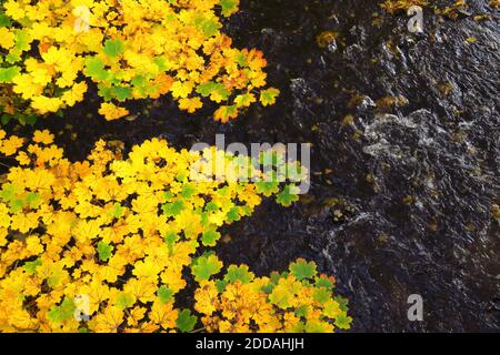 Yellow maple leaves floating in river Stock Photo