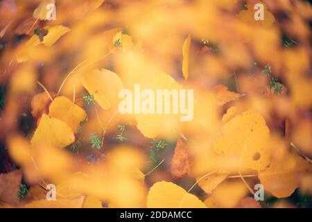 Autumn leaves lying outdoors Stock Photo