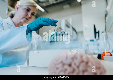 Woman removing human brain microscope slide from box while standing at laboratory Stock Photo