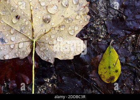 Water drop on maple leaf fallen on ground Stock Photo