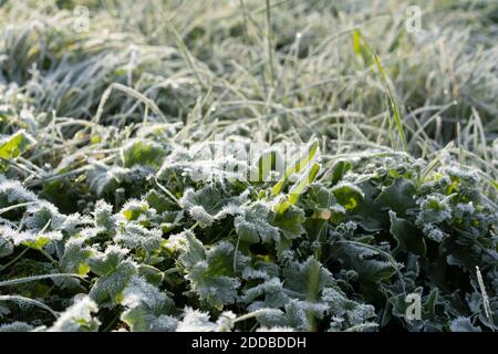 Frozen buttercup leaves and grass with hoarfrost on sea green colored field in soft blurry background. Stock Photo