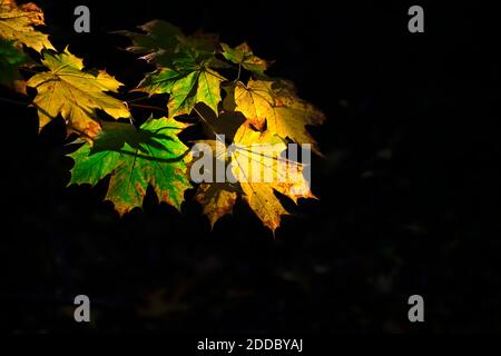 Autumn colored maple leaves in sunlight Stock Photo
