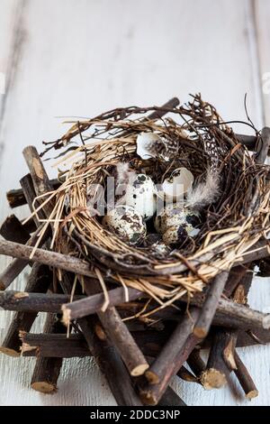 Quail eggs in birds nest lying on top of stacked twigs Stock Photo