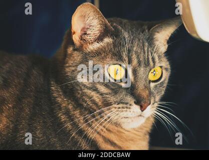 Cat with yellow eyes, looking surprised Stock Photo