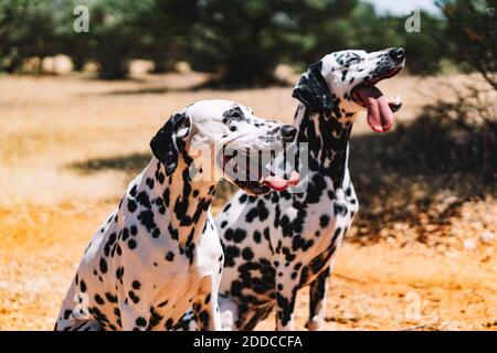 Dalmatian dogs sticking out tongue while sitting on field during sunny day Stock Photo