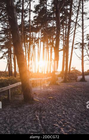 Setting sun shining between trees growing along sandy beach Stock Photo