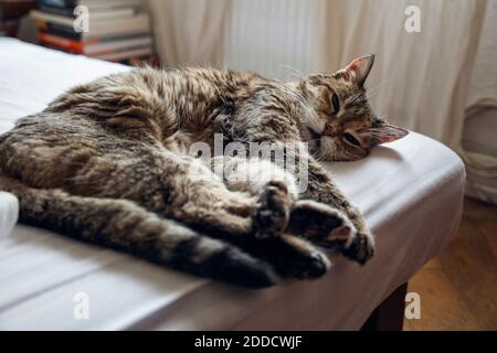 Domestic cat lying on bed at home Stock Photo