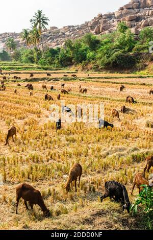 Flock of sheep herding on field seen at Hampi, Karnataka, India Stock Photo