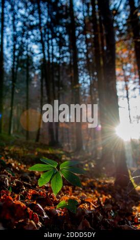 Green leaves in the woods against the light Stock Photo