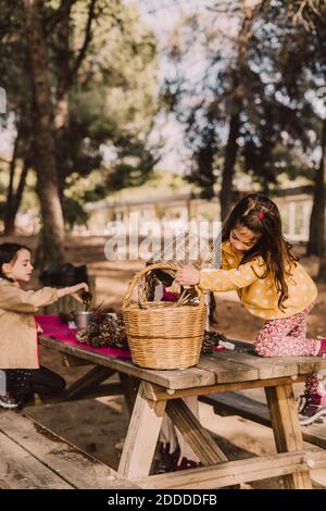 Girl collecting pine cone in wicker baskets at picnic table Stock Photo