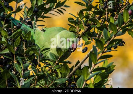 23 November, 2020. South London, UK. A Ring-necked Parakeet (Psittacula krameri) feasting on berries in Peckham Rye Park, South London. David Rowe/ Al Stock Photo